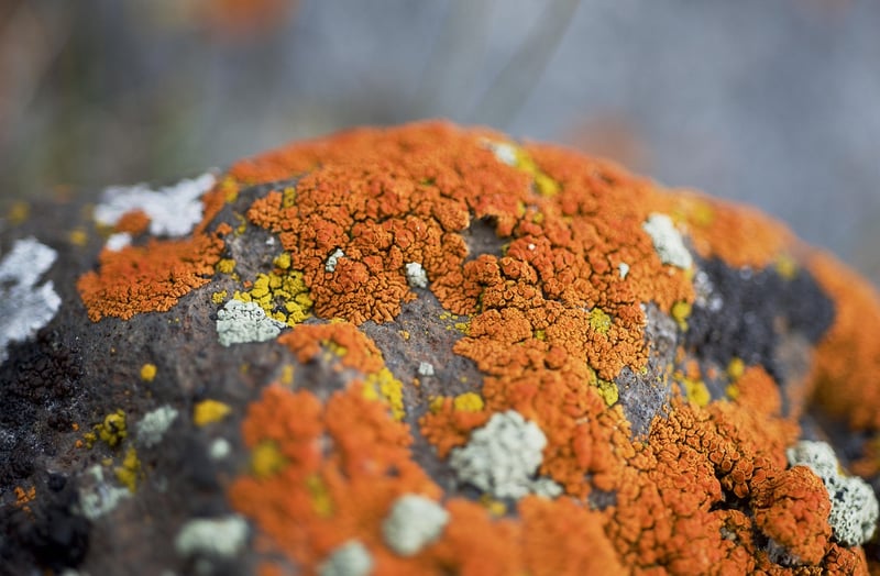 Magical Organisms
