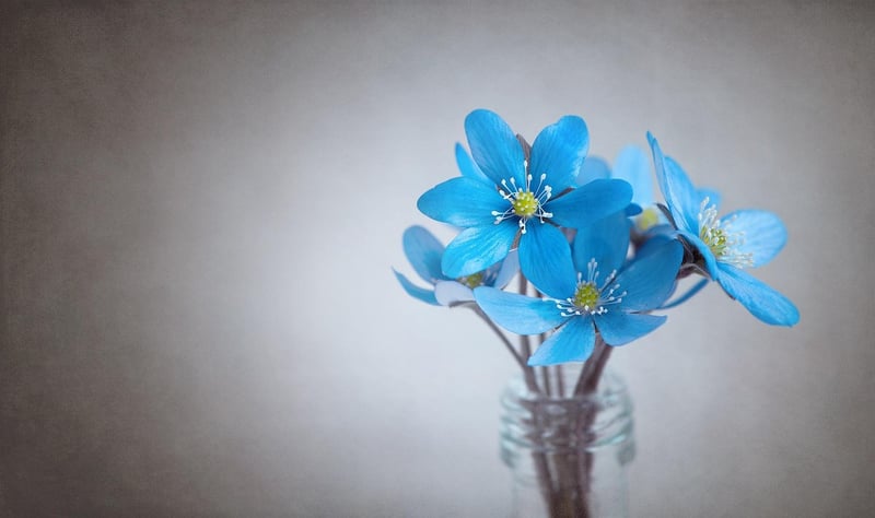Magical Plant